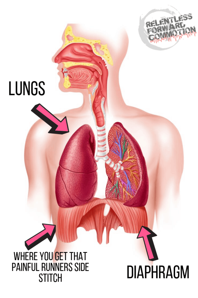 Anatomical diagram of a human torso, pointing out where the lungs and the diaphragm are located