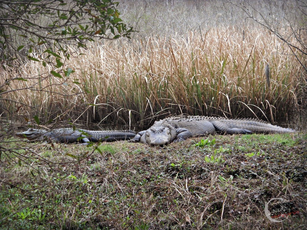 American Alligators Brookgreen Gardens