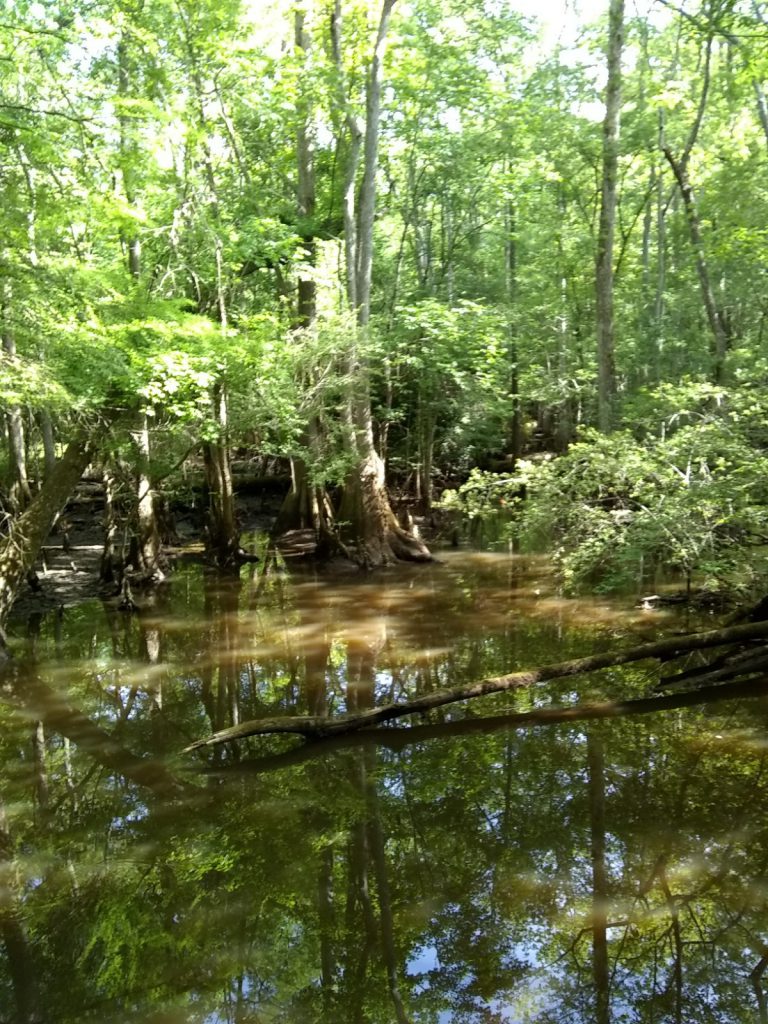 Wambaw Swamp Stomp