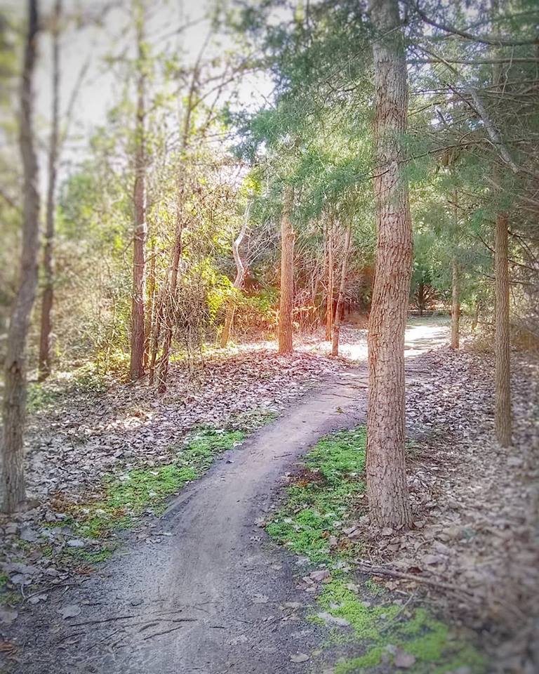 Image of a trail in a forest surrounded by dusk sunlight