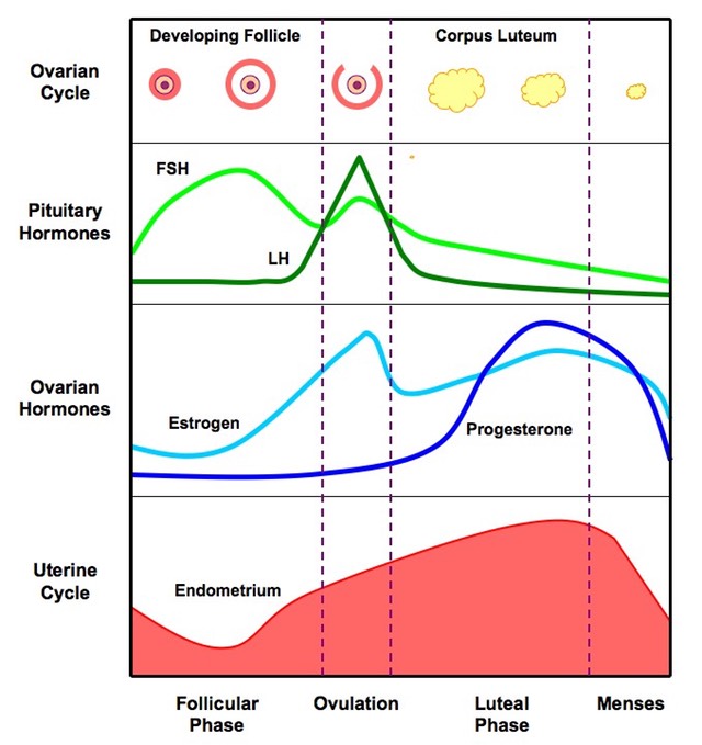 Real-world menstrual cycle characteristics of more than 600,000 menstrual  cycles