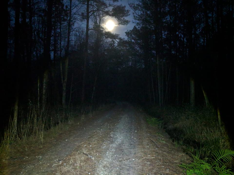 Dirt road in the middle of the forest at night lit up by the moonlight