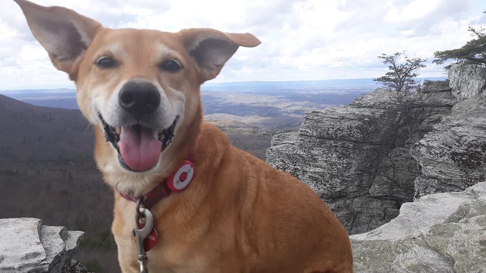photo of a dog smiling atop a mountain with a beautiful mountain scene in the background. 