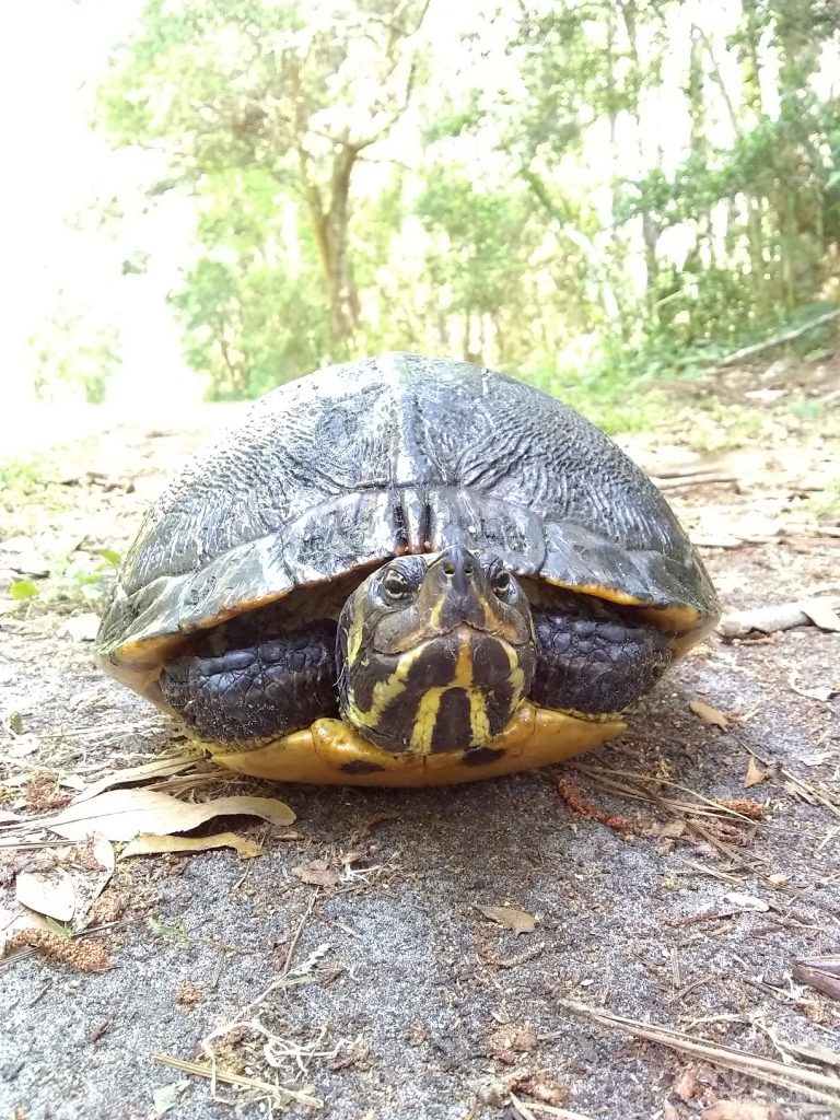 Photo of a turtle on a trail.  Trail Running Etiquette means not disturbing wildlife when you come across it. 