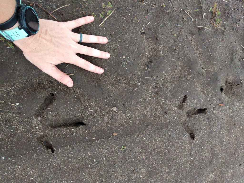 Wild turkey footprints in the mud