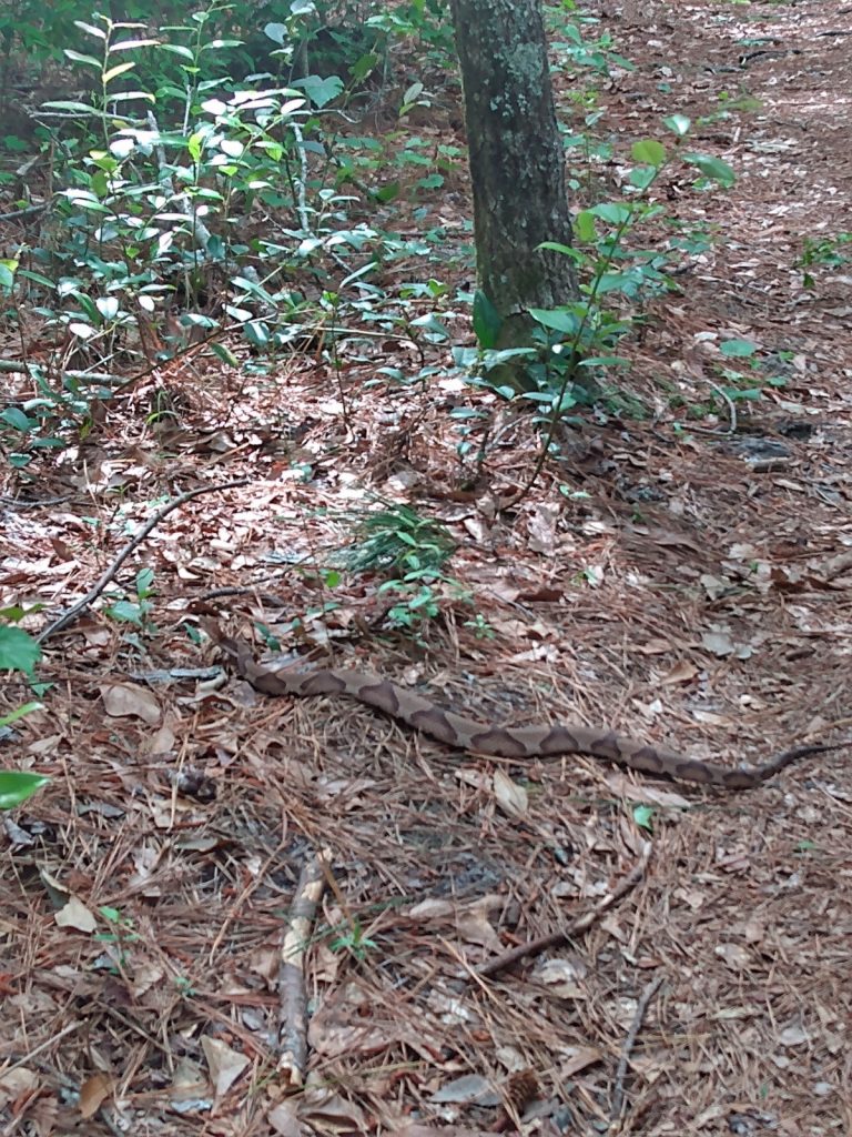Copperhead snake Waccamaw National Wildlife Refuge
