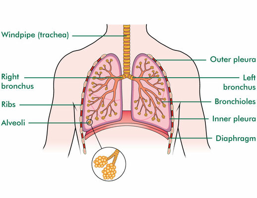 Diagram of lung anatomy 