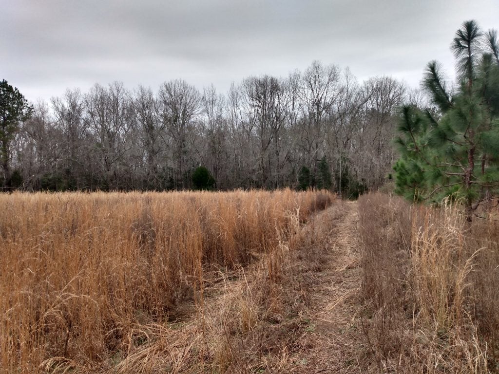 Field at Biggin Creek Mountain Bike Trail