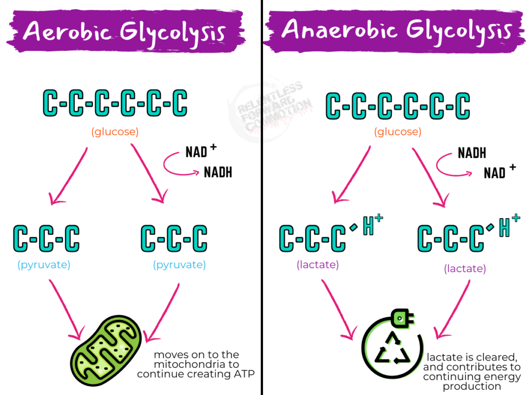 Diagram demonstrating the production of pyruvate from aerobic glycolysis vs the production of lactate from anaerobic glycolysis