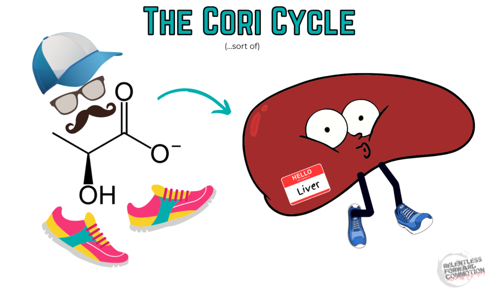 Cartoon image of the Cori Cycle 